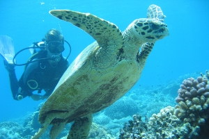 Full Day Gili Islands Fun Diving