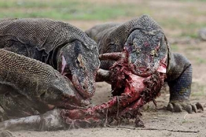 3 Days Shared Komodo Tour Package
