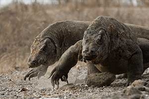 4 Days Private Komodo Island Tour