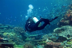 One Day Komodo Dive Trip