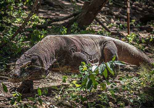 Komodo Dragon Spotting