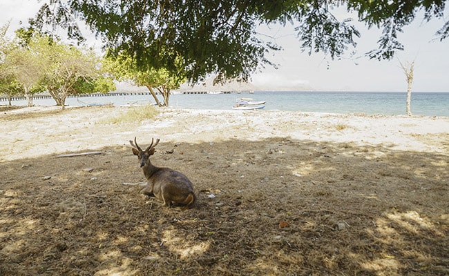 Komodo Island Trip