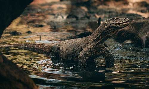 Komodo National Park, Indonesia