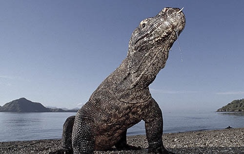 Komodo Tour Packages