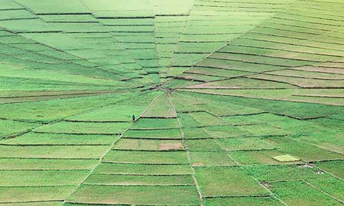 Spider Rice Field Cancar Manggarai