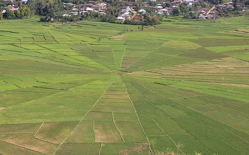 Sprider Web Rice Field, Ruteng Flores