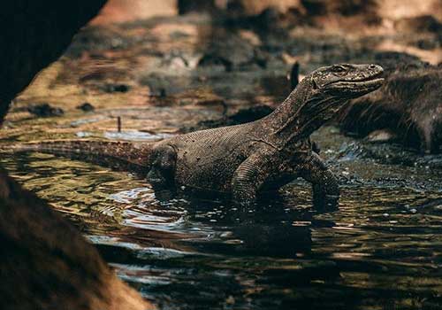 Spotting Komodo Dragon