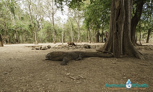 things you should bring on Komodo tours