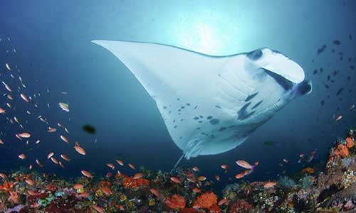 Top 10 Komodo National Park Dive Sites