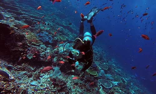 Top 10 Komodo National Park Dive Sites, Corals