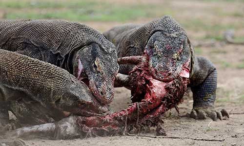 3 Days Shared Komodo Tour Package