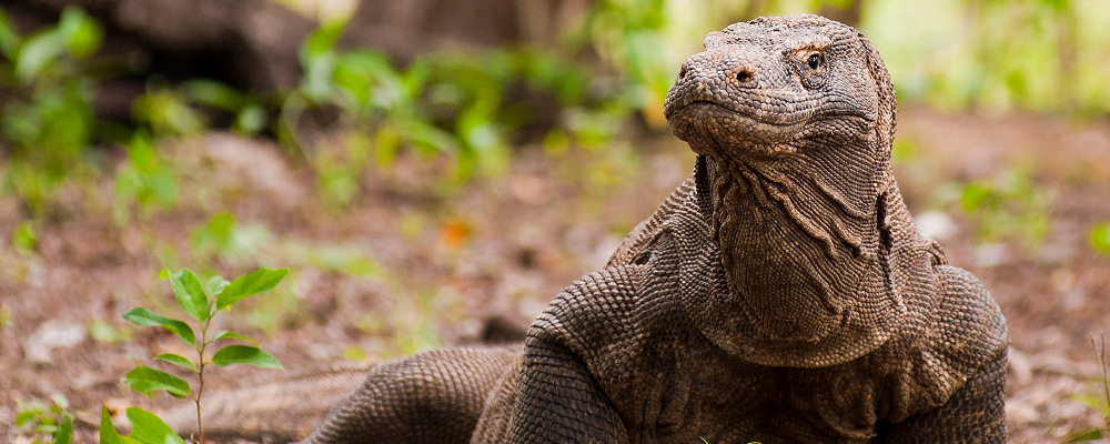 Komodo