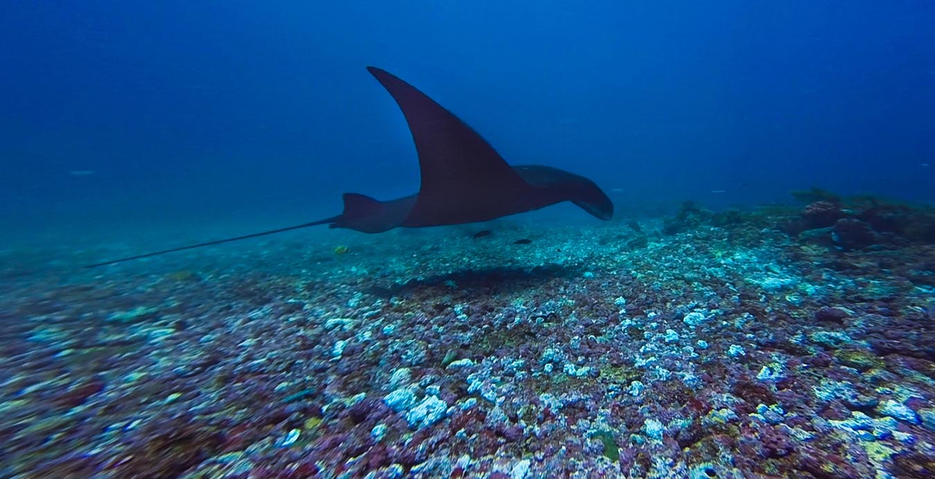 Diving