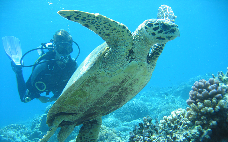 Full Day Gili Islands Fun Diving