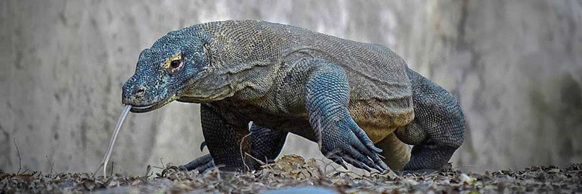 Komodo National Park